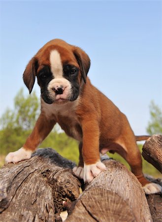 very young purebred puppy german boxer upright Stock Photo - Budget Royalty-Free & Subscription, Code: 400-05186239