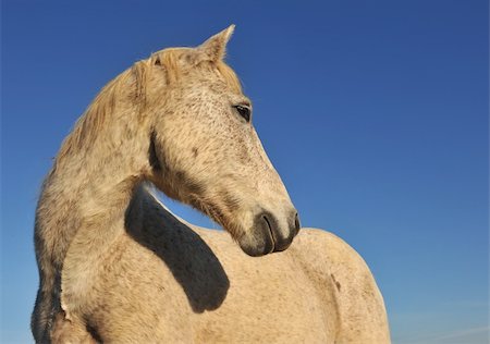 simsearch:400-04660370,k - portrait of a purebred camargue horse on a morning sunlight Photographie de stock - Aubaine LD & Abonnement, Code: 400-05186242
