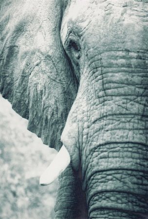 black and white portrait of elephant Stock Photo - Budget Royalty-Free & Subscription, Code: 400-05186363