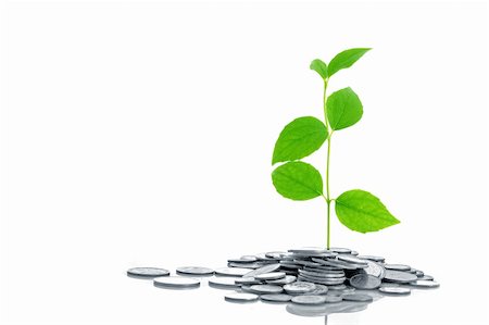 simsearch:400-04370317,k - Coins and plant, isolated on white background Stock Photo - Budget Royalty-Free & Subscription, Code: 400-05187181
