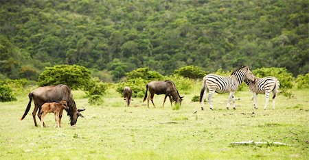 simsearch:400-04766217,k - the flock of antelopes gnu and zebras Foto de stock - Super Valor sin royalties y Suscripción, Código: 400-05187255
