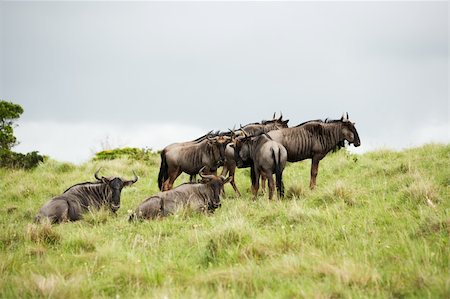 simsearch:400-04766217,k - the flock of antelopes gnu in South Africa Foto de stock - Super Valor sin royalties y Suscripción, Código: 400-05187253