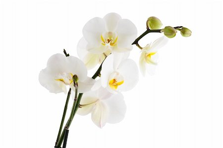 orchid, isolated on white background Photographie de stock - Aubaine LD & Abonnement, Code: 400-05187379