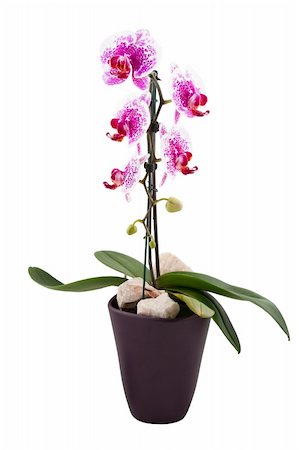 orchid, isolated on white background Stock Photo - Budget Royalty-Free & Subscription, Code: 400-05187372