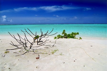 simsearch:400-05705880,k - Tropical paradise in Maldives with white beach, vegetation and turquoise sea Stockbilder - Microstock & Abonnement, Bildnummer: 400-05187426