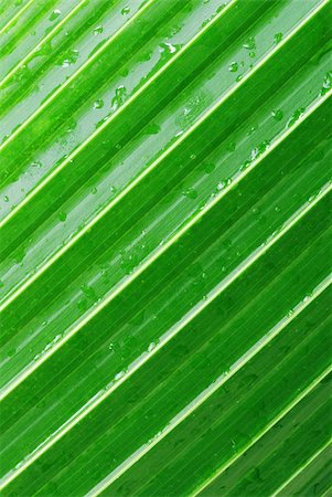 Macro of a green palm leaf with diagonal pattern and dew drops Stock Photo - Budget Royalty-Free & Subscription, Code: 400-05187430