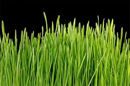 rostock - Close up of the green grass on black background Foto de stock - Super Valor sin royalties y Suscripción, Código: 400-05187447