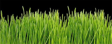 Close up of the green grass on black background Photographie de stock - Aubaine LD & Abonnement, Code: 400-05187448
