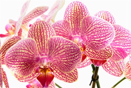 simsearch:400-04596018,k - Beautiful orchid (Phalaenopsis) isolated on white Stockbilder - Microstock & Abonnement, Bildnummer: 400-05187443