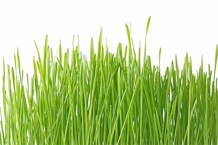 rostock - Close up of the green grass on white background Photographie de stock - Aubaine LD & Abonnement, Code: 400-05187451