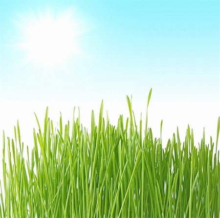 rostock - Gros plan de l'herbe verte sur fond bleu Photographie de stock - Aubaine LD & Abonnement, Code: 400-05187452