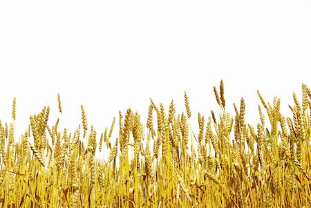 simsearch:400-08977636,k - grain ready for harvest growing in a farm field Stock Photo - Budget Royalty-Free & Subscription, Code: 400-05187511