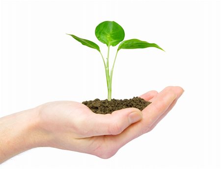 plant in the hand on dark white background Stock Photo - Budget Royalty-Free & Subscription, Code: 400-05187534