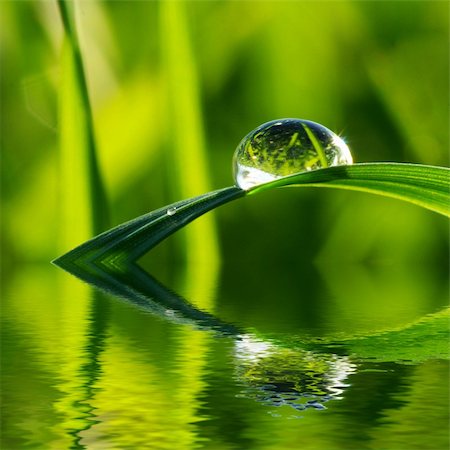 dew drops on green stem - Dew drop on a blade of grass Stock Photo - Budget Royalty-Free & Subscription, Code: 400-05187536