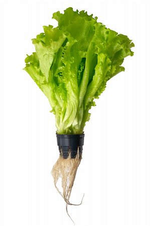 Young hydroponic salad in pot with green leaves, roots and small drops of water Isolated on white Stockbilder - Microstock & Abonnement, Bildnummer: 400-05187892