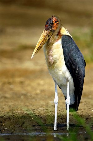 Marabou Stork - Leptoptilos crumeniferus Foto de stock - Super Valor sin royalties y Suscripción, Código: 400-05188114