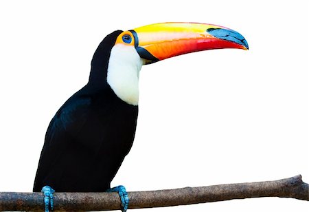 A beautiful portrait of a toucan against a white background. Foto de stock - Super Valor sin royalties y Suscripción, Código: 400-05188335