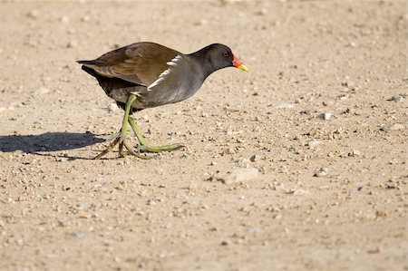 A common Moorhen walking outside the water, on the ground Foto de stock - Royalty-Free Super Valor e Assinatura, Número: 400-05188341