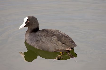 foulque - A Eurasian Coot (Fulica atra) on the water of a lake Photographie de stock - Aubaine LD & Abonnement, Code: 400-05188365