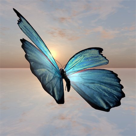 A male Morpho Butterfly Illustraion against a sunset horizon. Stock Photo - Budget Royalty-Free & Subscription, Code: 400-05188903