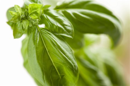 people eating sprouts - Fresh Basil Plant Leaves and Sprout Abstract Growing on the Vine. Stock Photo - Budget Royalty-Free & Subscription, Code: 400-05188979