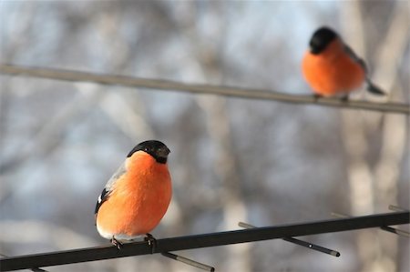 pinzón - Two bullfinches. Winter day Foto de stock - Super Valor sin royalties y Suscripción, Código: 400-05181183