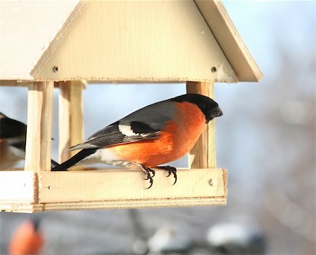 simsearch:400-04266149,k - Male bullfinch in feed. Winter day Stock Photo - Budget Royalty-Free & Subscription, Code: 400-05181372