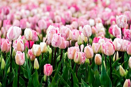 Endless field of pink to white speckled tulip flowers Stock Photo - Budget Royalty-Free & Subscription, Code: 400-05181491