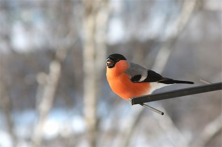 simsearch:400-04664769,k - Singing bullfinch. Winter day Photographie de stock - Aubaine LD & Abonnement, Code: 400-05181553