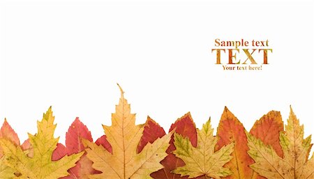 Autumn leaves footer design element - isolated Stock Photo - Budget Royalty-Free & Subscription, Code: 400-05182132