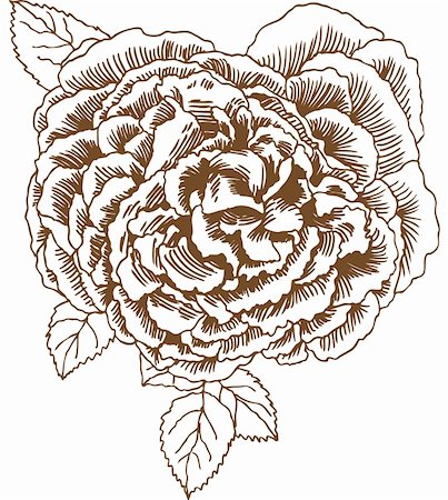 simsearch:400-04645691,k - Blossomed flower (rose) with leaves in a hand drawn style. Stock Photo - Budget Royalty-Free & Subscription, Code: 400-05182160