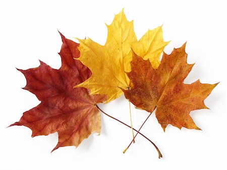 simsearch:400-04644582,k - three bright autumnal maple leaves on white Photographie de stock - Aubaine LD & Abonnement, Code: 400-05182211