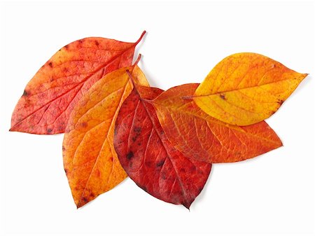 simsearch:400-04644582,k - bright autumnal leaves on white Photographie de stock - Aubaine LD & Abonnement, Code: 400-05182212