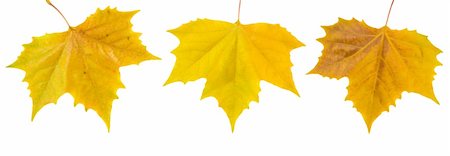 simsearch:400-04983103,k - Beautiful golden leaves in autumn Fotografie stock - Microstock e Abbonamento, Codice: 400-05183896