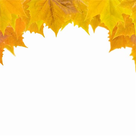 simsearch:400-04983103,k - Beautiful golden leaves in autumn Fotografie stock - Microstock e Abbonamento, Codice: 400-05183899