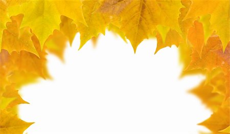 simsearch:400-04983103,k - Beautiful golden leaves in autumn Fotografie stock - Microstock e Abbonamento, Codice: 400-05183900