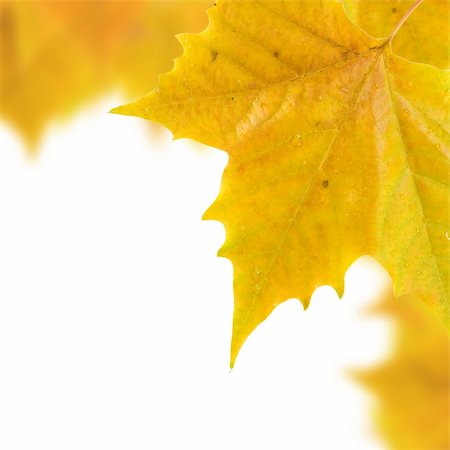 simsearch:400-04983103,k - Beautiful golden leaves in autumn Fotografie stock - Microstock e Abbonamento, Codice: 400-05183903