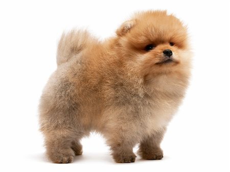 simsearch:400-04681788,k - A standing single pomeranian spitz puppy; isolated on white background Stockbilder - Microstock & Abonnement, Bildnummer: 400-05194127