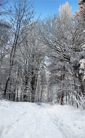 simsearch:400-05063238,k - footpath in the forest covered by hoarfrost Stock Photo - Budget Royalty-Free & Subscription, Code: 400-05194153