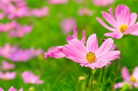 simsearch:400-04475956,k - Landscape of Pink Cosmos Garden. Photographie de stock - Aubaine LD & Abonnement, Code: 400-05194359