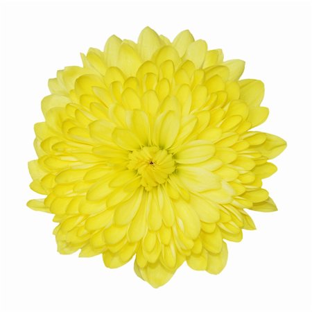 dole (artist) - Fresh yellow chrysanthemum flower isolated on white Photographie de stock - Aubaine LD & Abonnement, Code: 400-05194402