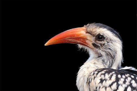 red billed hornbill - Portrait of a Red Billed Hornbill isolated on black Stock Photo - Budget Royalty-Free & Subscription, Code: 400-05194598