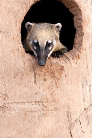 Portrait of a Ring Tailled Coati hiding in a burrow at the zoo Foto de stock - Super Valor sin royalties y Suscripción, Código: 400-05194857