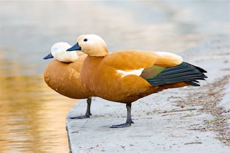 two ducks ara staying on one leg on pier Stock Photo - Budget Royalty-Free & Subscription, Code: 400-05194917
