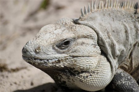 Mexican Iguana Close up Stock Photo - Budget Royalty-Free & Subscription, Code: 400-05195038