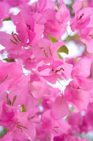 Pink bougainvillea flowers in the sunshine Photographie de stock - Aubaine LD & Abonnement, Code: 400-05195510