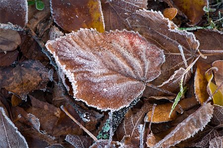 fall aspen leaves - Close up of frozen leaf of aspen Stock Photo - Budget Royalty-Free & Subscription, Code: 400-05195862