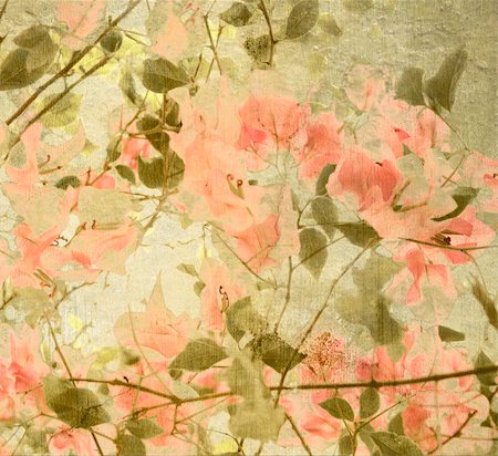 florist background - Peach and olive Bouganvillea textured background Stock Photo - Budget Royalty-Free & Subscription, Code: 400-05196143