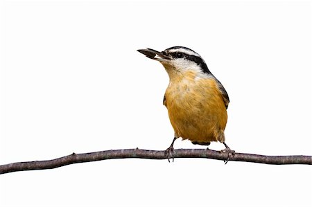 simsearch:400-07327302,k - red-breasted nuthatch holds a sunflower seed while perched on a branch; white background Stock Photo - Budget Royalty-Free & Subscription, Code: 400-05196387