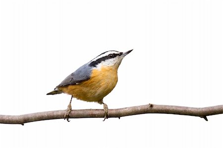 simsearch:400-04766129,k - red-breasted nuthatch perched on a branch in search of food; white background Stock Photo - Budget Royalty-Free & Subscription, Code: 400-05196388